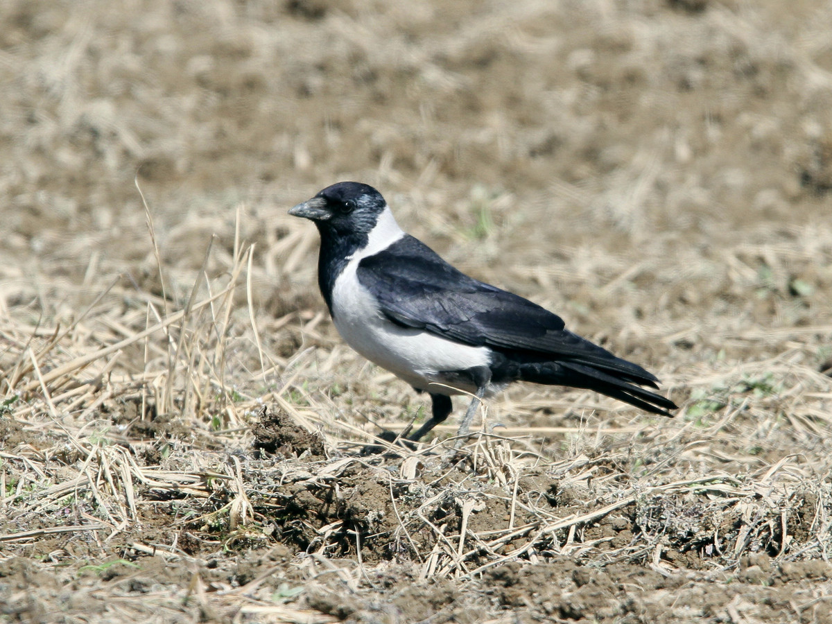 image Daurian Jackdaw